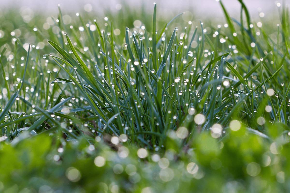 роса на траве