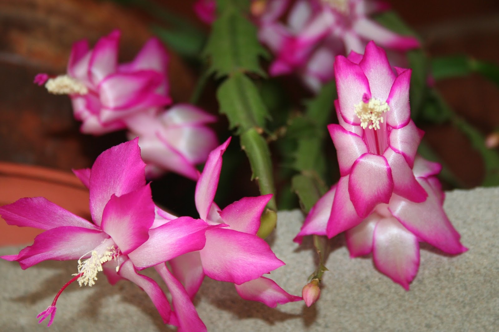 розовые цветки декабриста