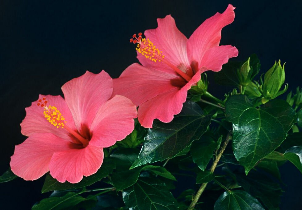 розовый цветок