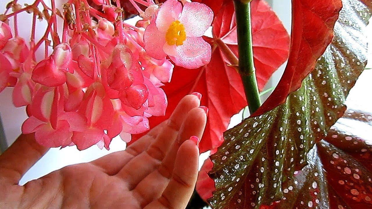 рука рядом с цветком