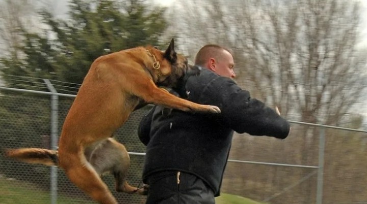 рыжая собака и мужчина