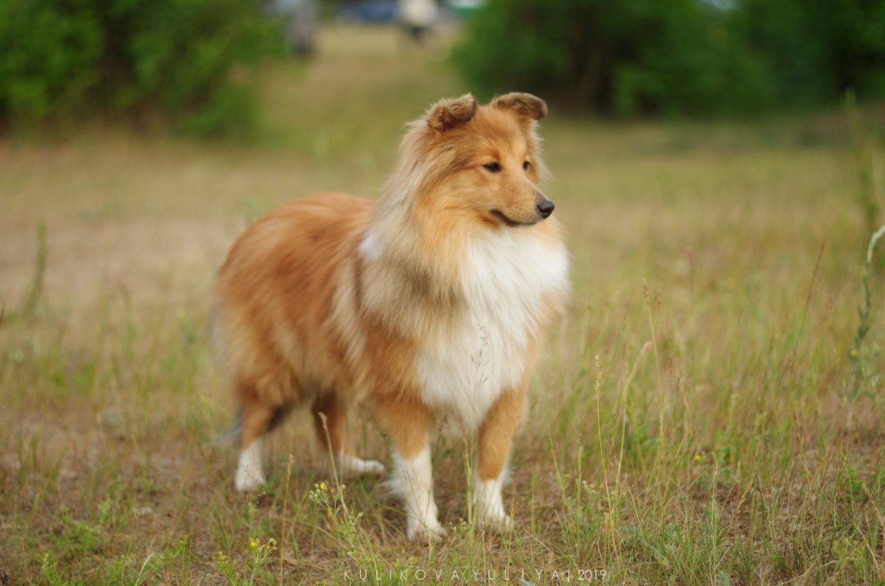 рыжая собака на поле