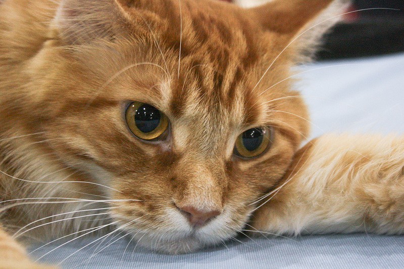рыжий кот лежит и смотрит вперед