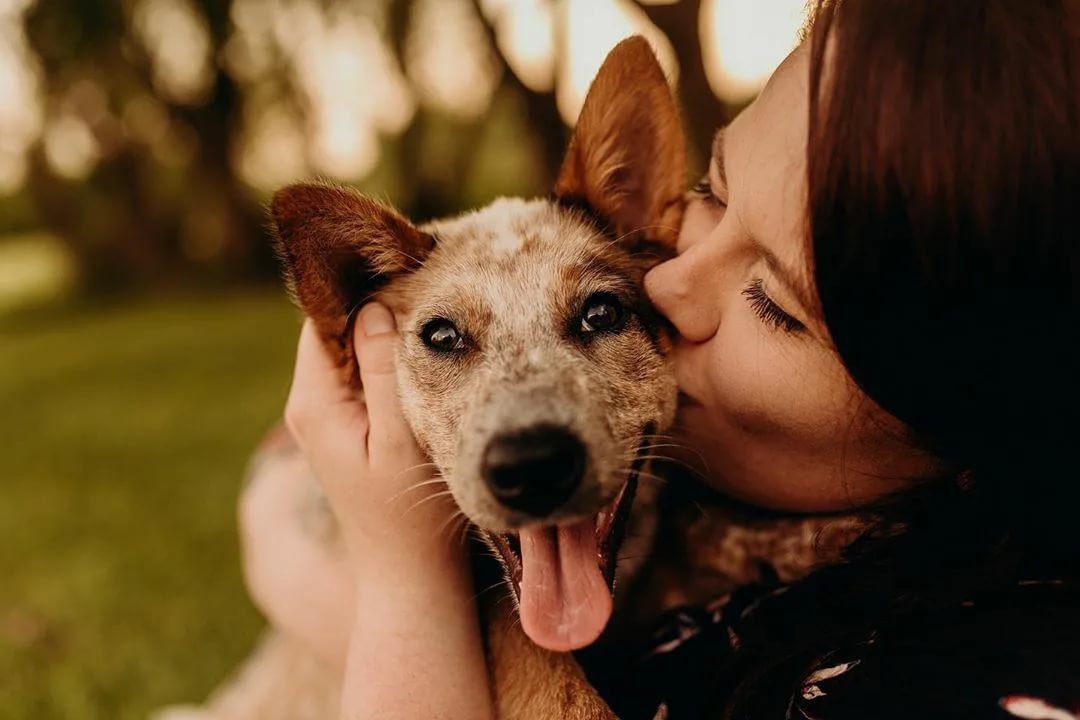 рыжий пес с открытым ртом