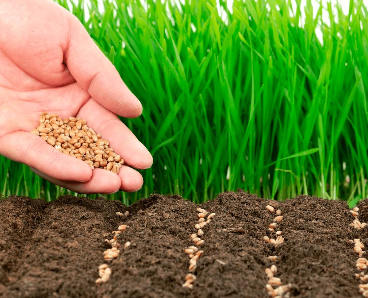 сажаем семена