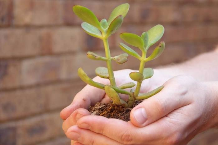 Денежное дерево в руках