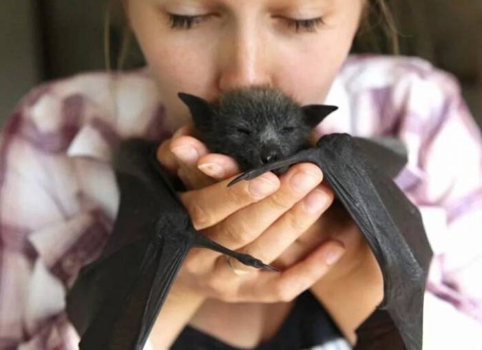 Девушка и летучая мышь