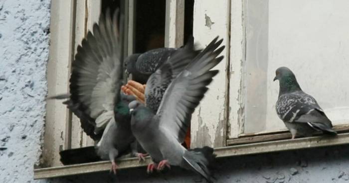 Голуби на окне