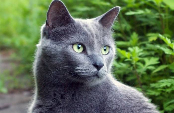 Голубой котик