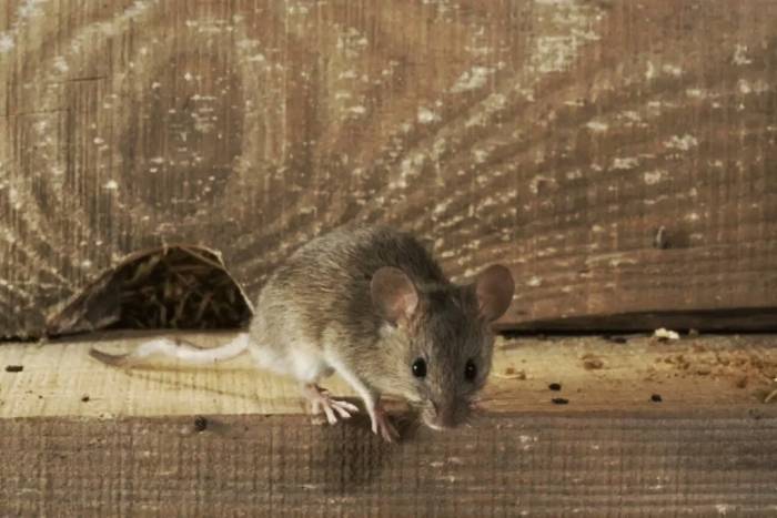 серая мышка на доске