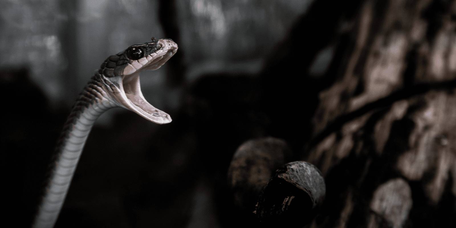 серая змея открыла пасть