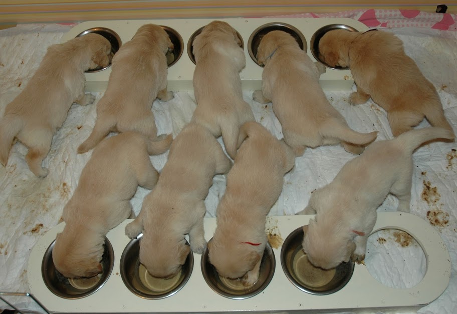 щенки кушают