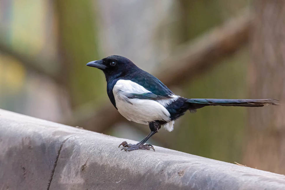 сидит сорока