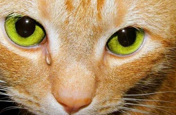 слезятся глаза9