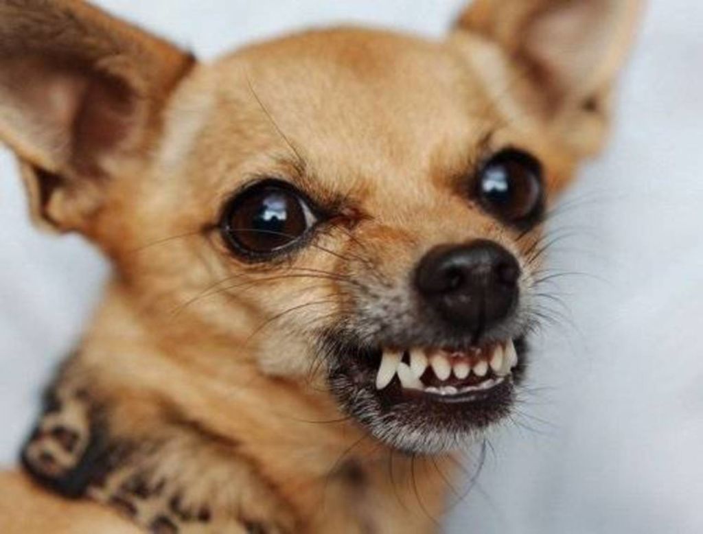 смешная рыжая собака