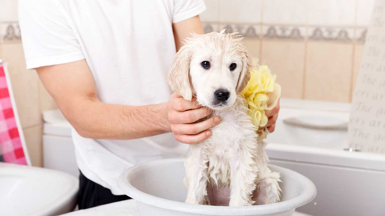 собака купается