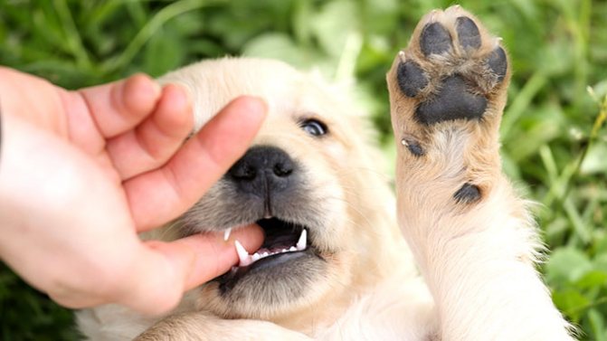 собака кусает за палец