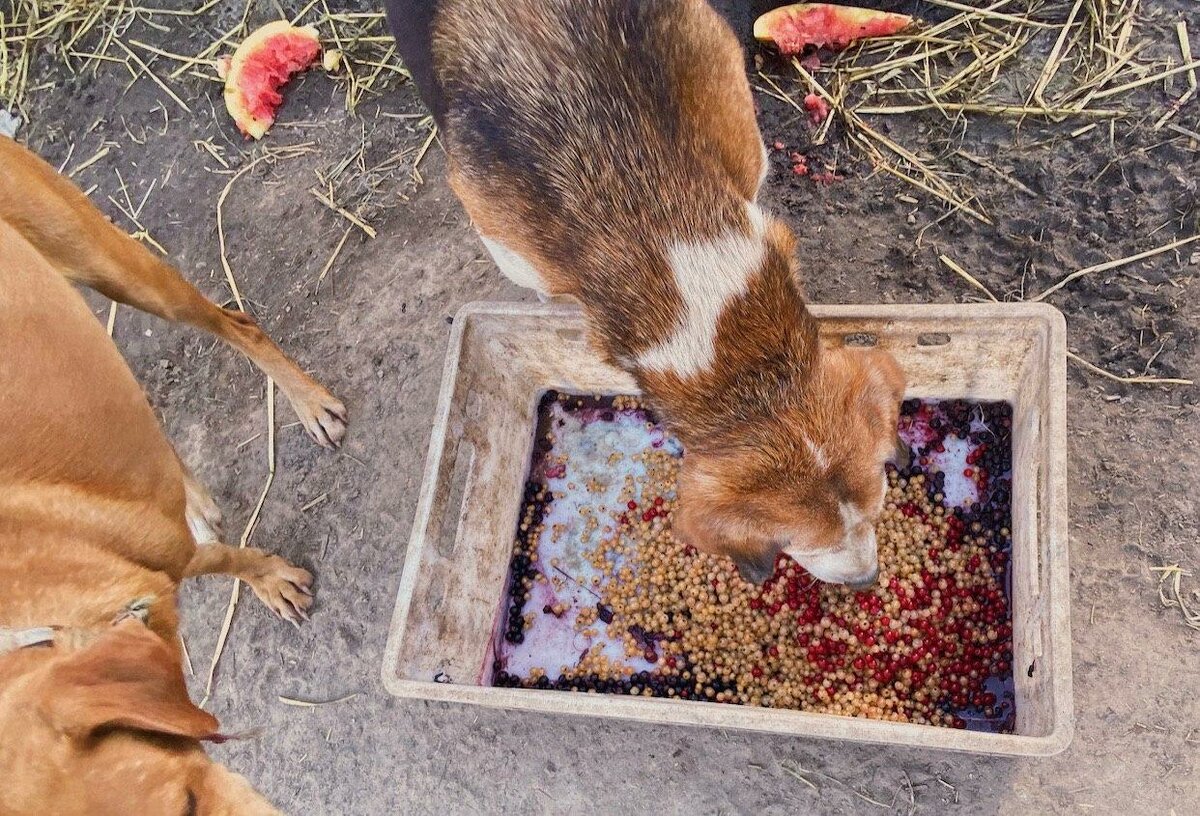 собака кушает ягоды
