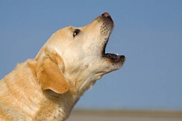 собака лает на небо