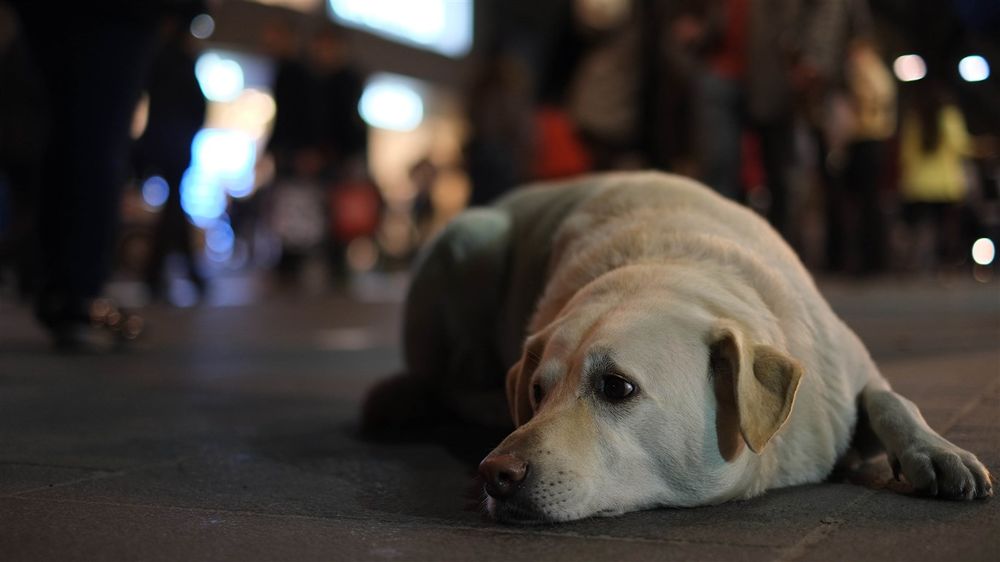 собака лежит на асфальте