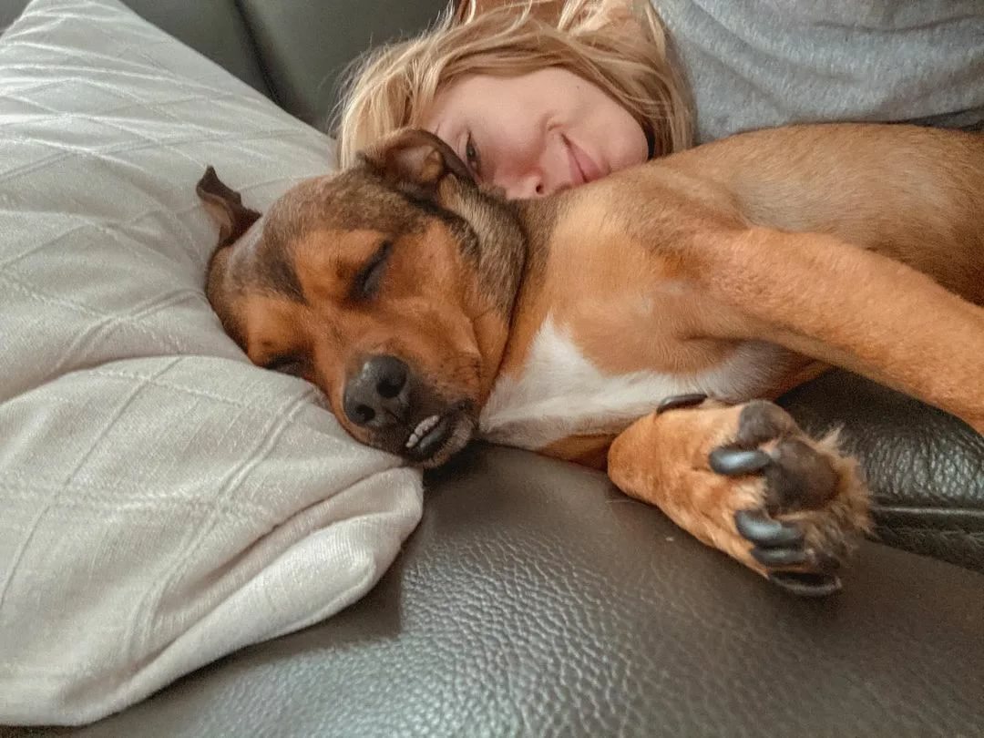 собака лежит на подушке