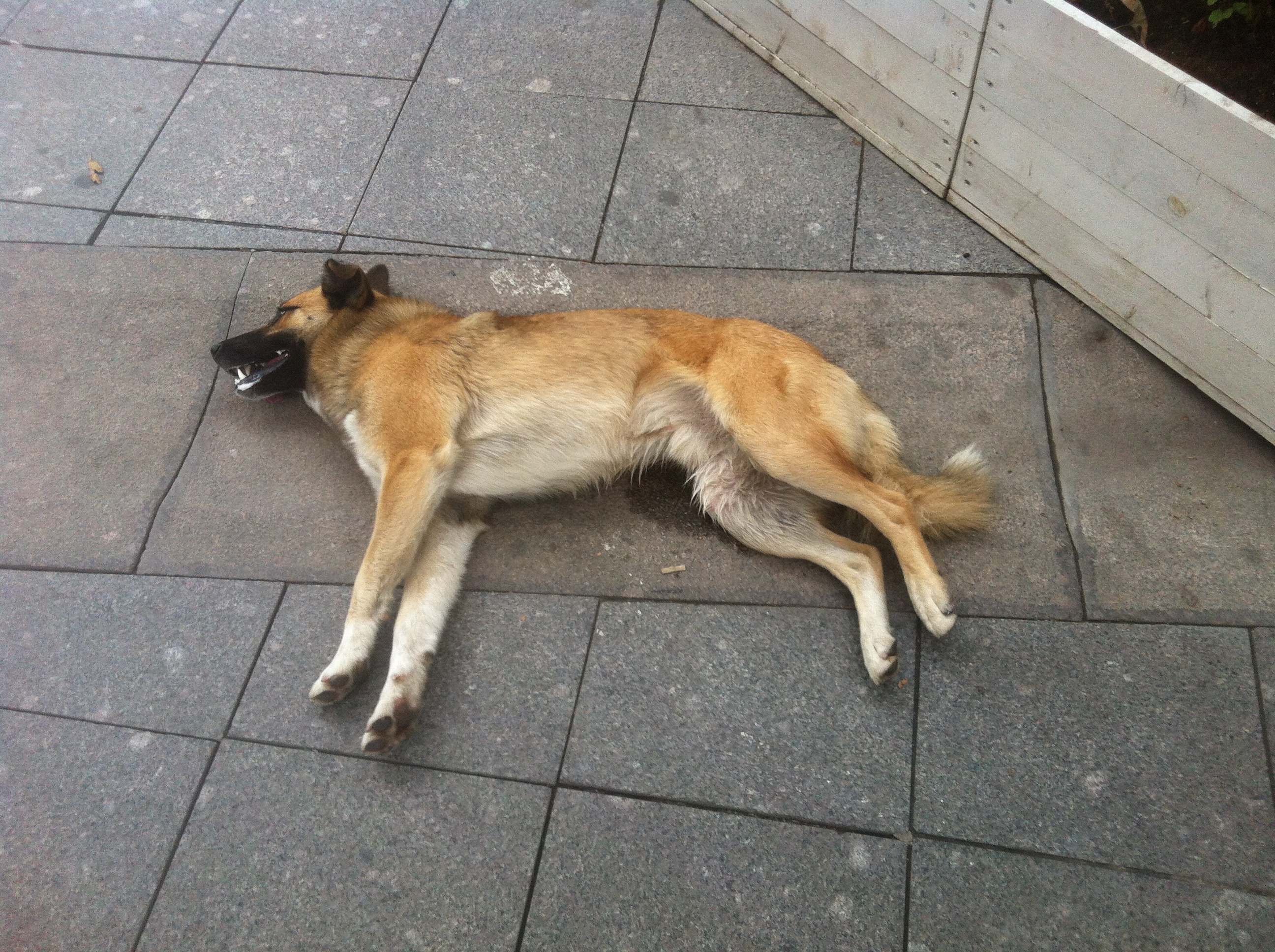 собака лежит