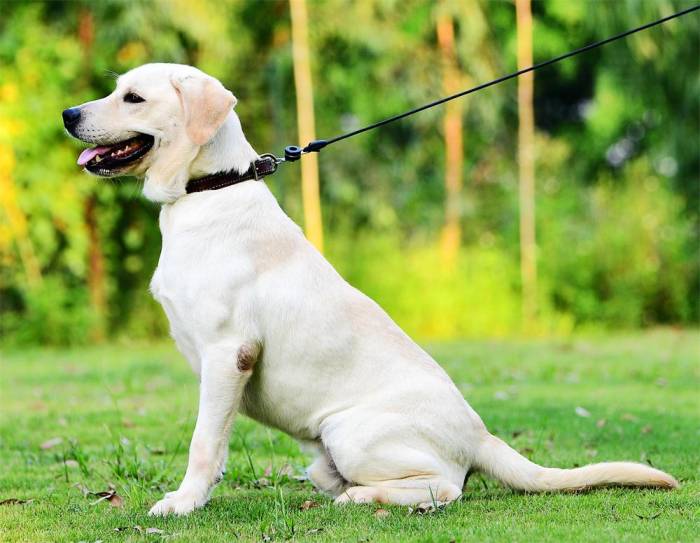 собака на поводке