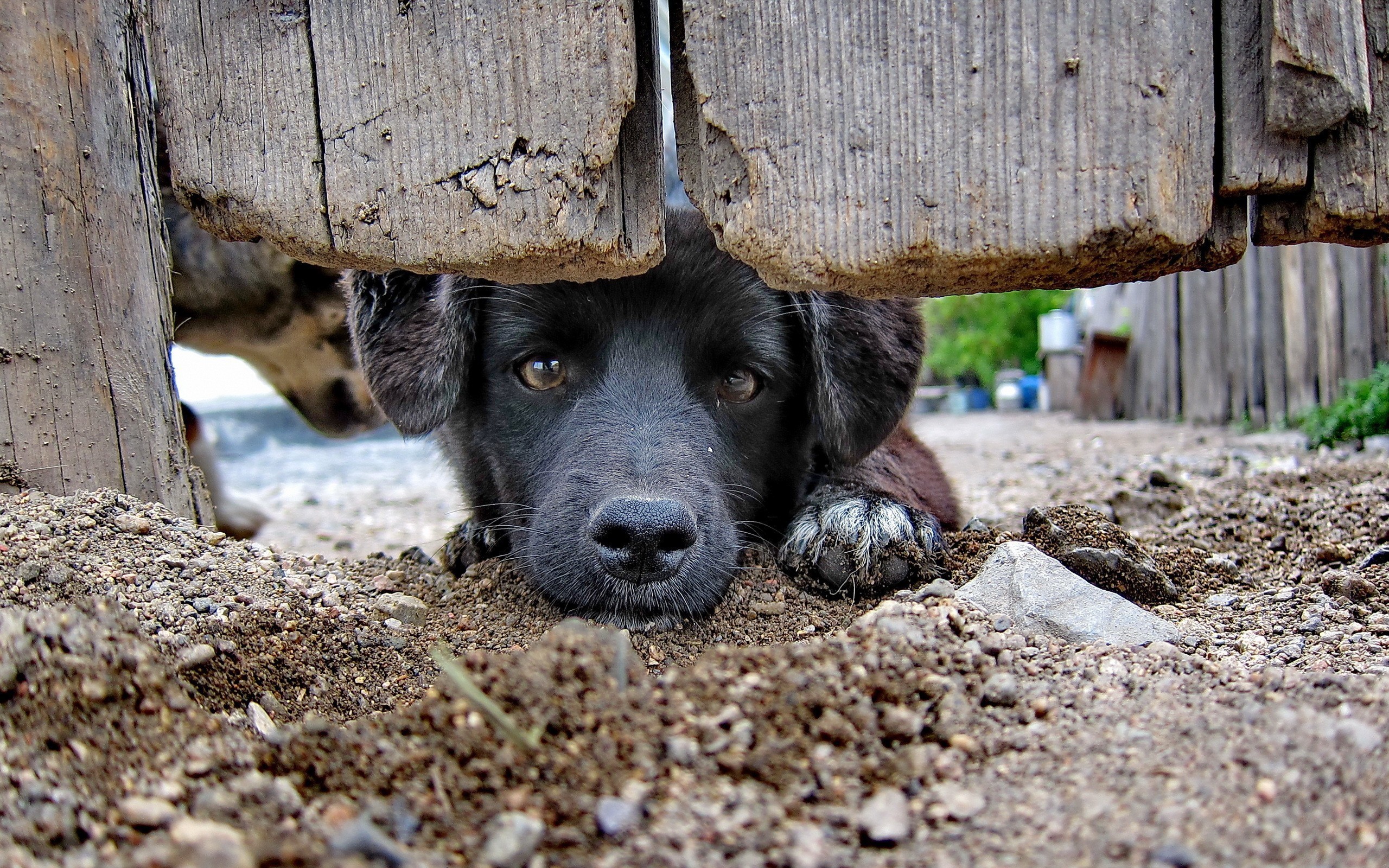 собака под калиткой