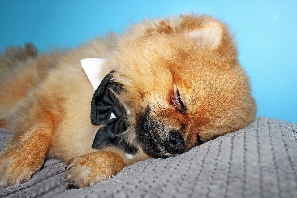 собака с бантиком спит