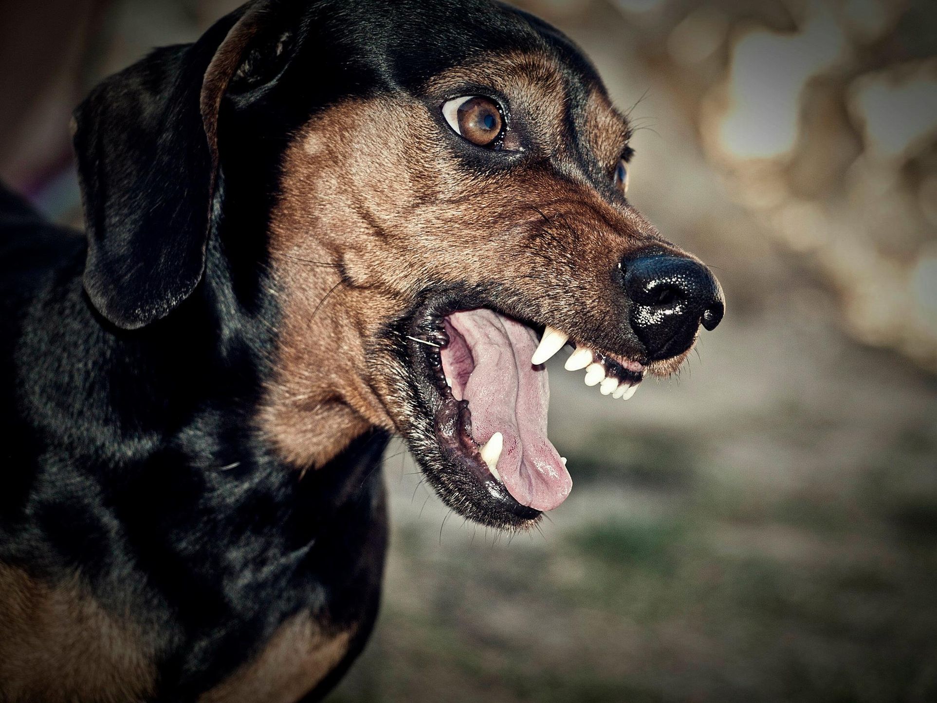 собака с открытой пастью
