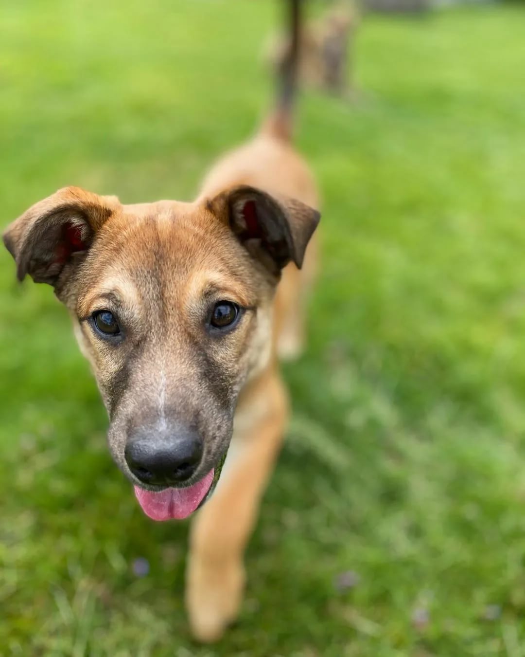 собака с открытым ртом