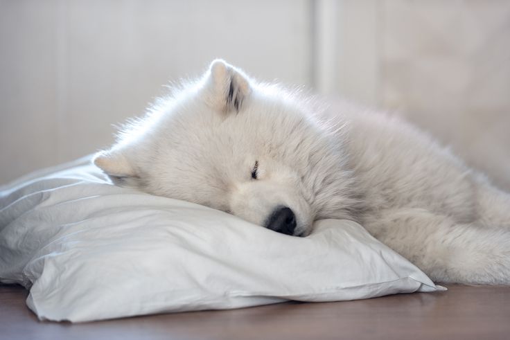 собака спит на подушке