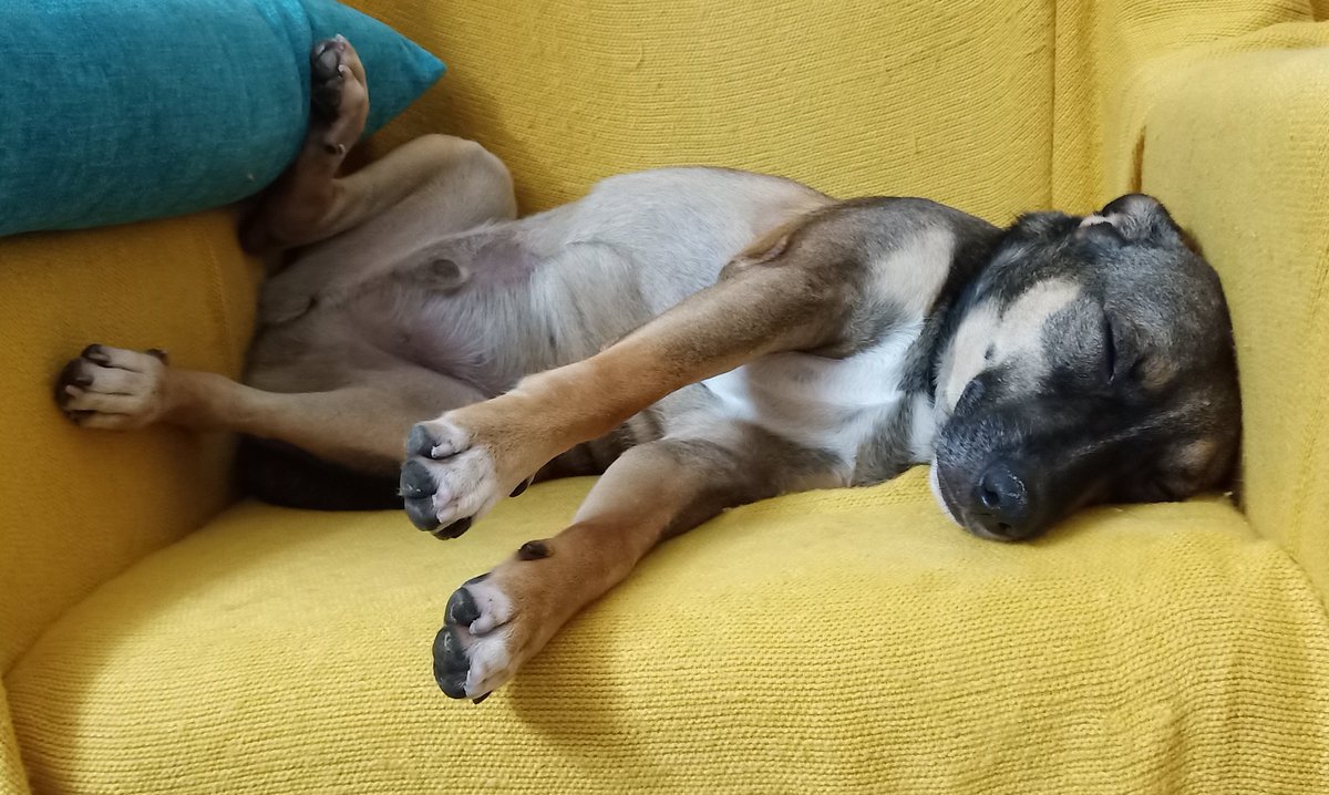 собака спит на желтом кресле