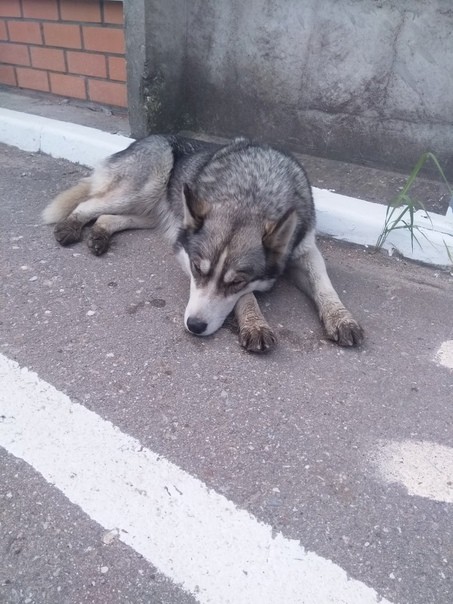 собака серая лежит