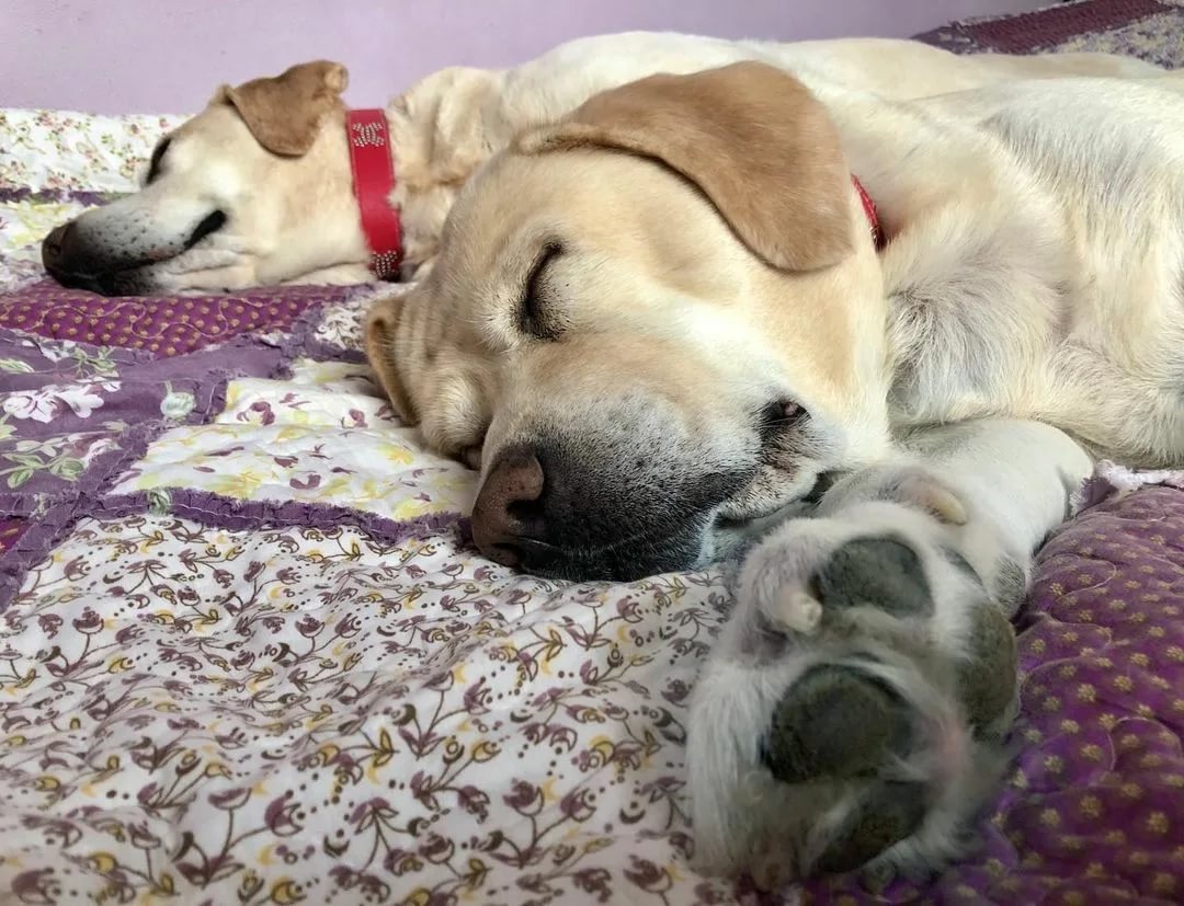 собака в красном ошейнике