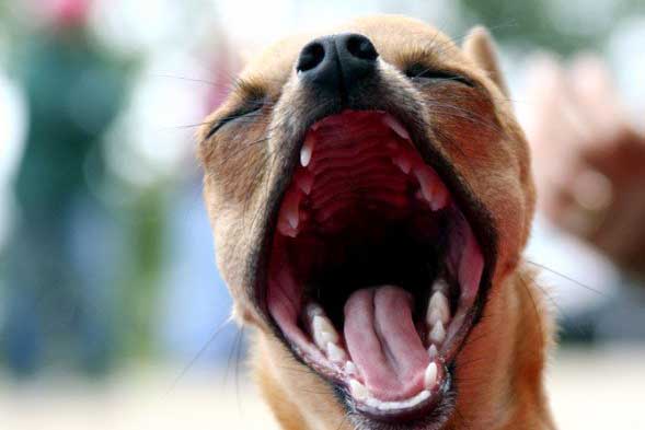 собака зевает