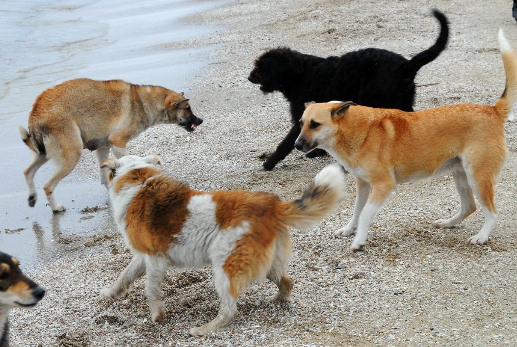 собаки разных цветов