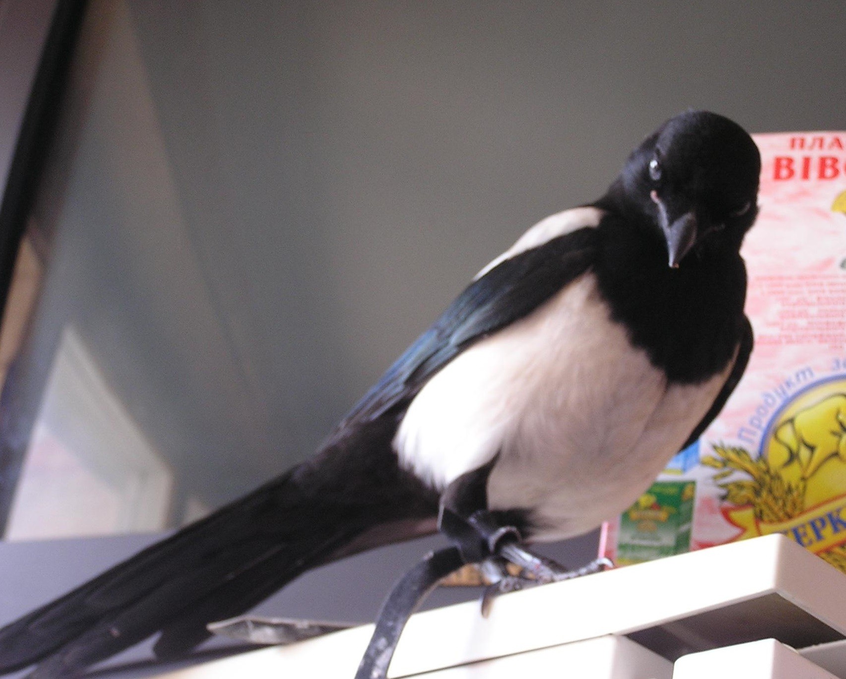 сорока на холодильнике