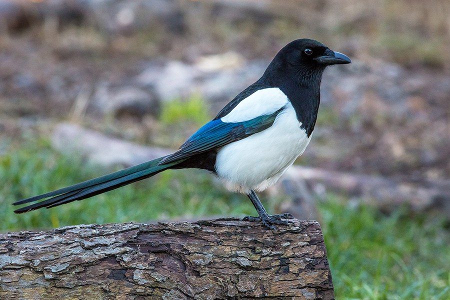 сорока села на пенек