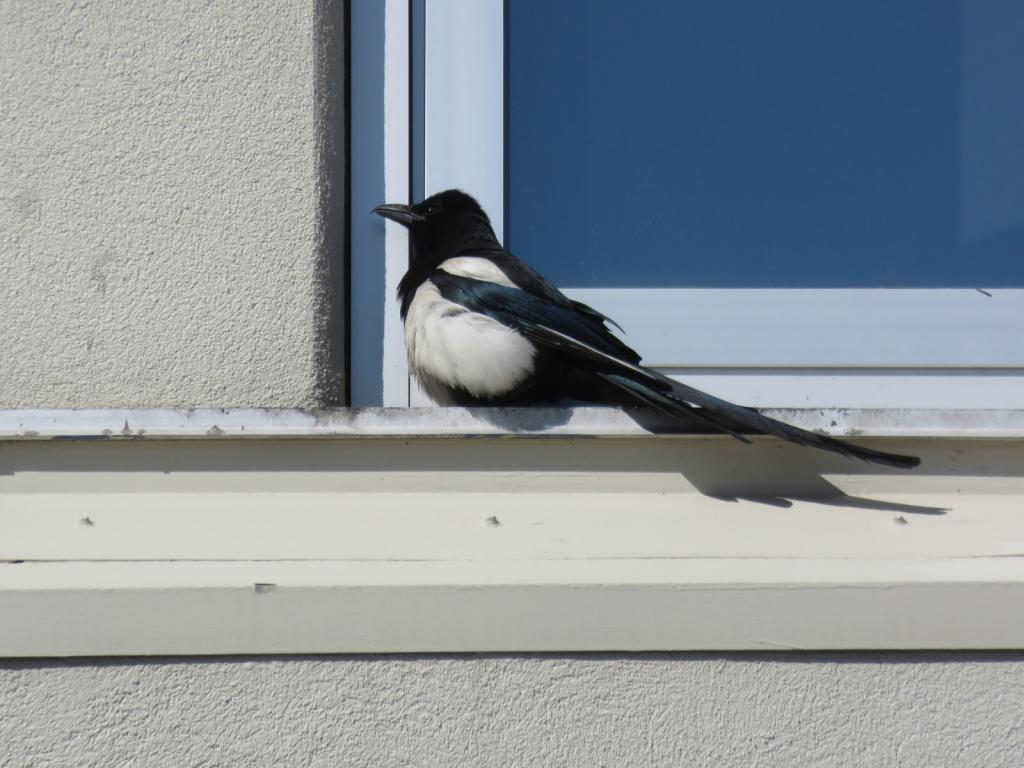 сорока сидит рядом с окном