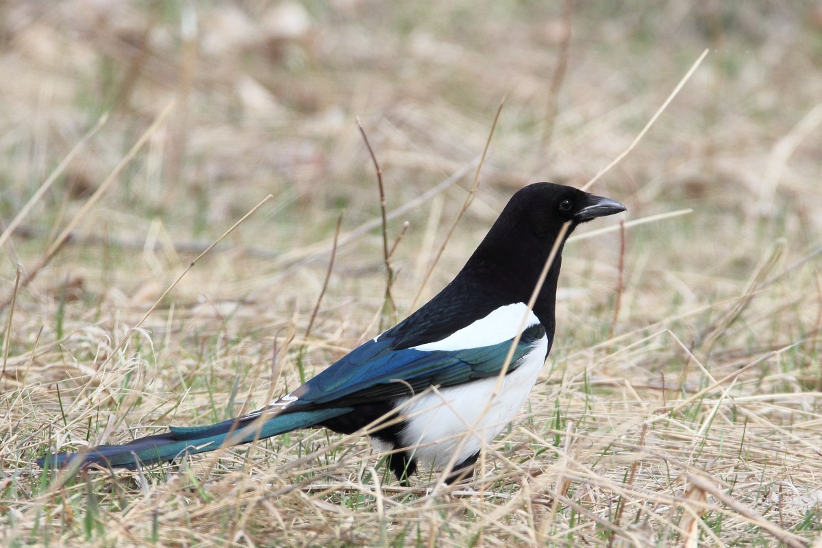 сорока в траве