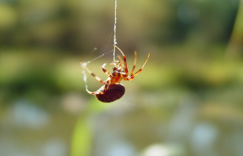 Паук спускается по паутине