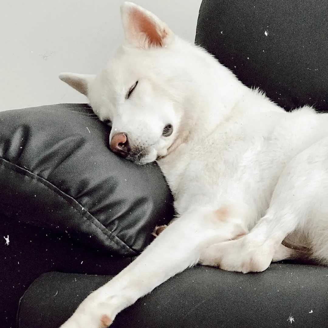 спит собака