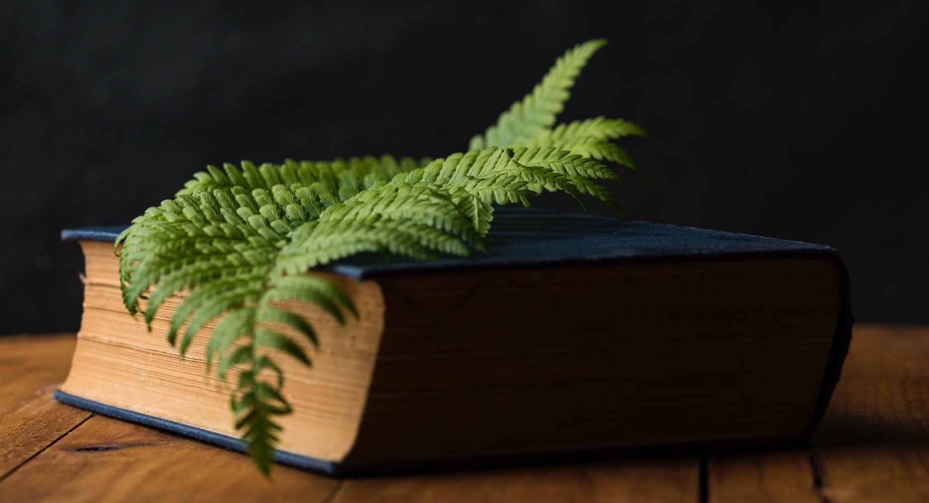 старый сонник с листком папоротника