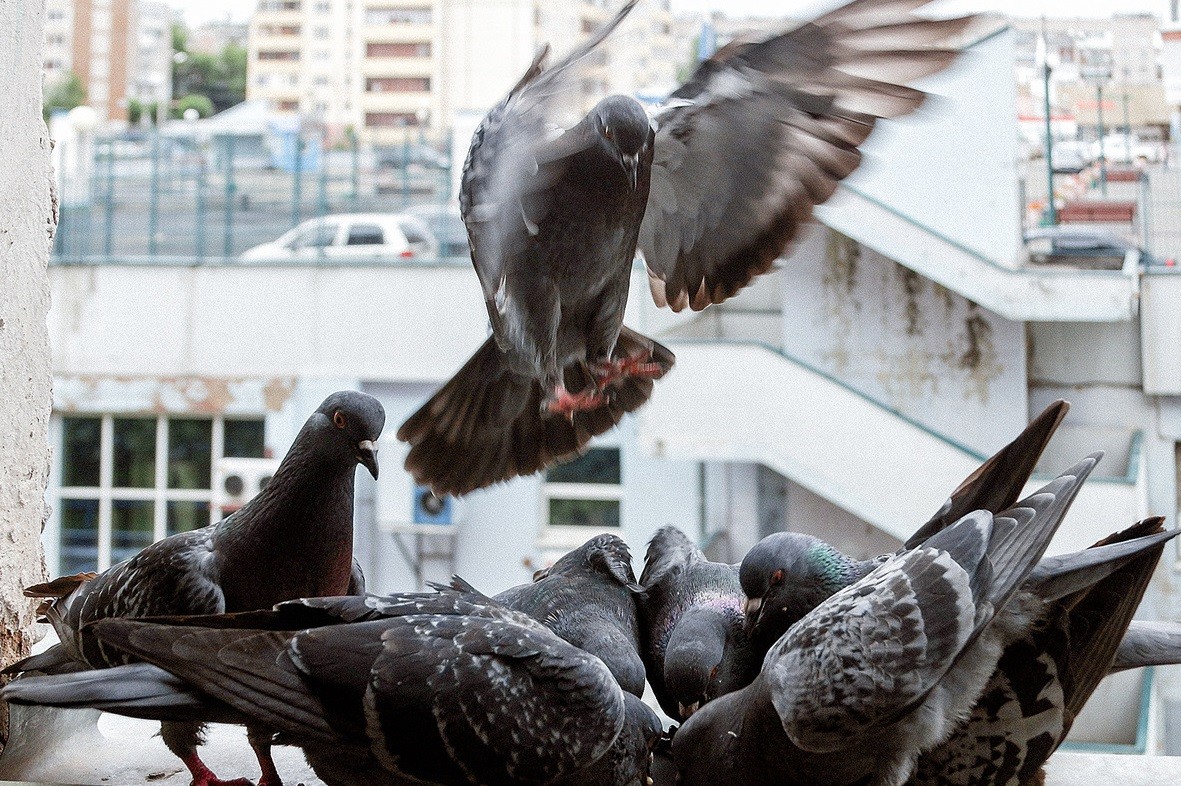 стая голубей едят на окне