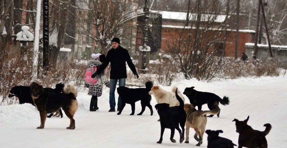 стая собак гуляет