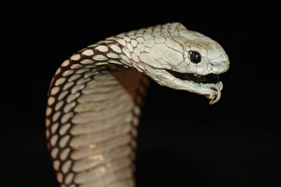 светлая кобра открыла рот