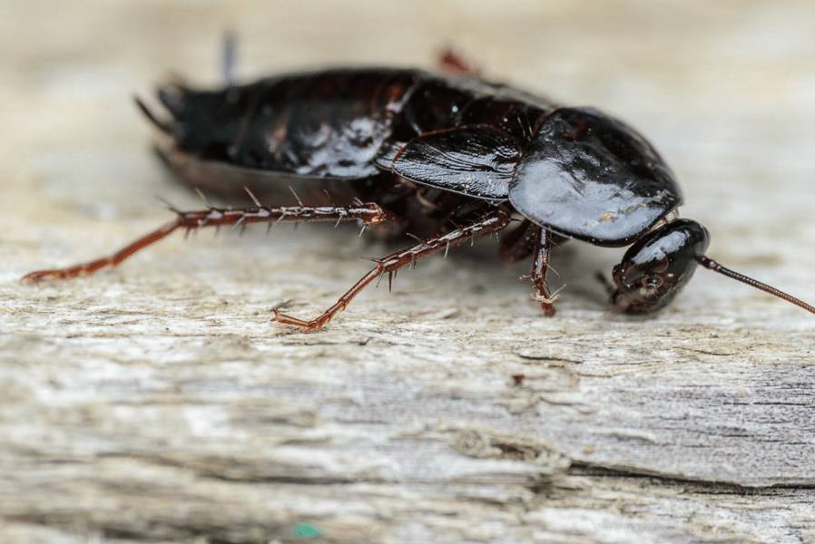 таракан на деревянной поверхности