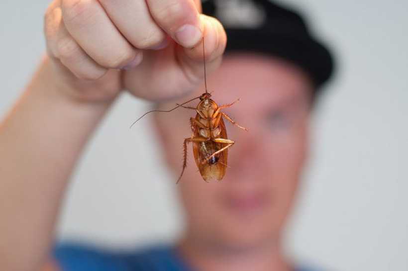 таракан в руках