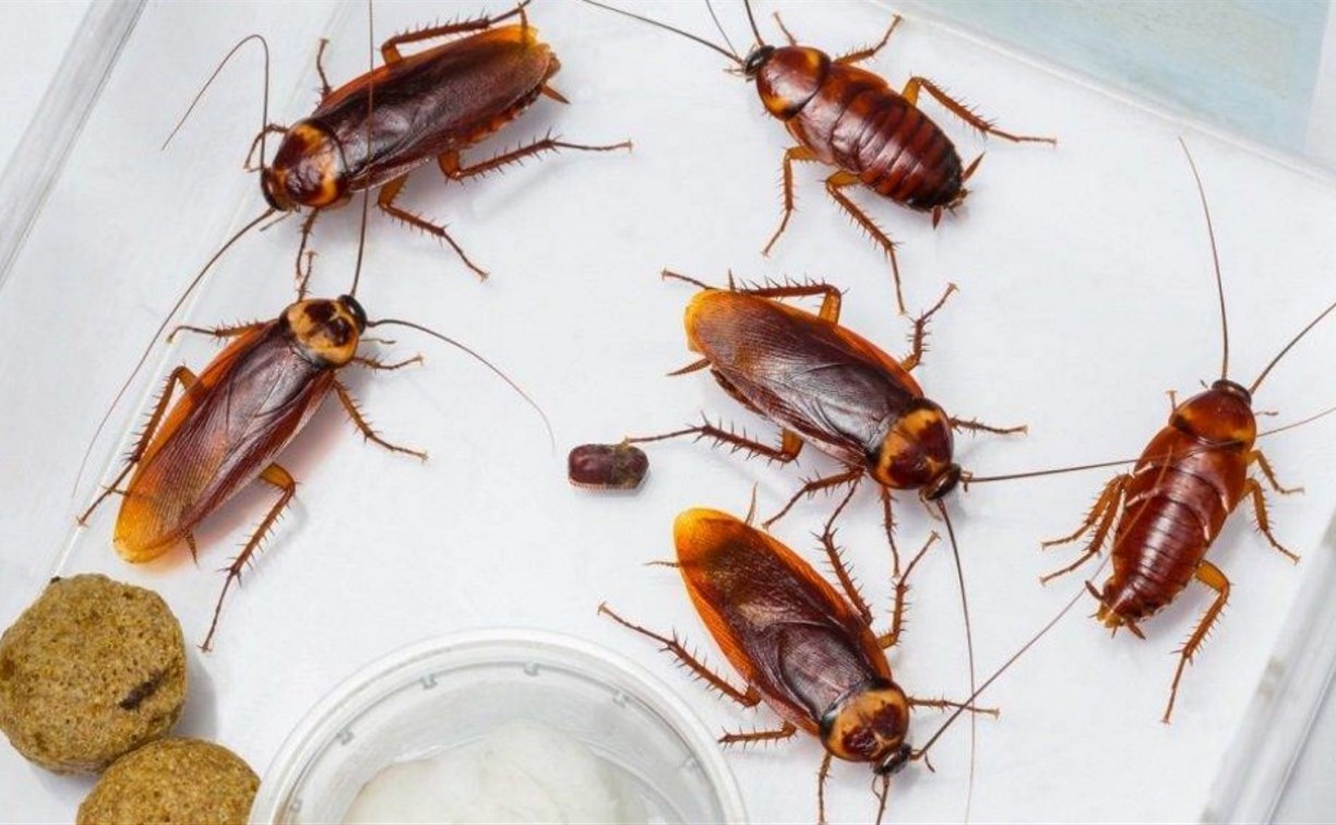 тараканы возле еды